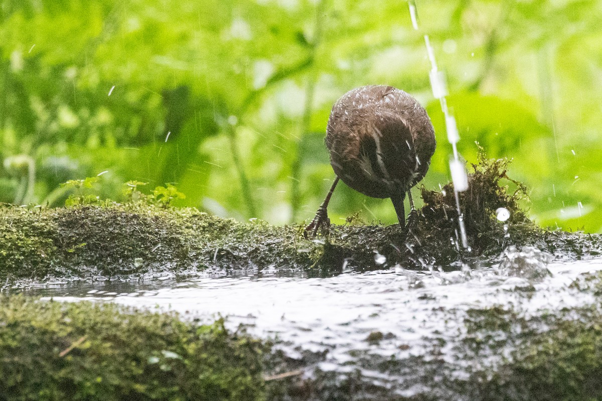 White-browed Laughingthrush - ML622127641