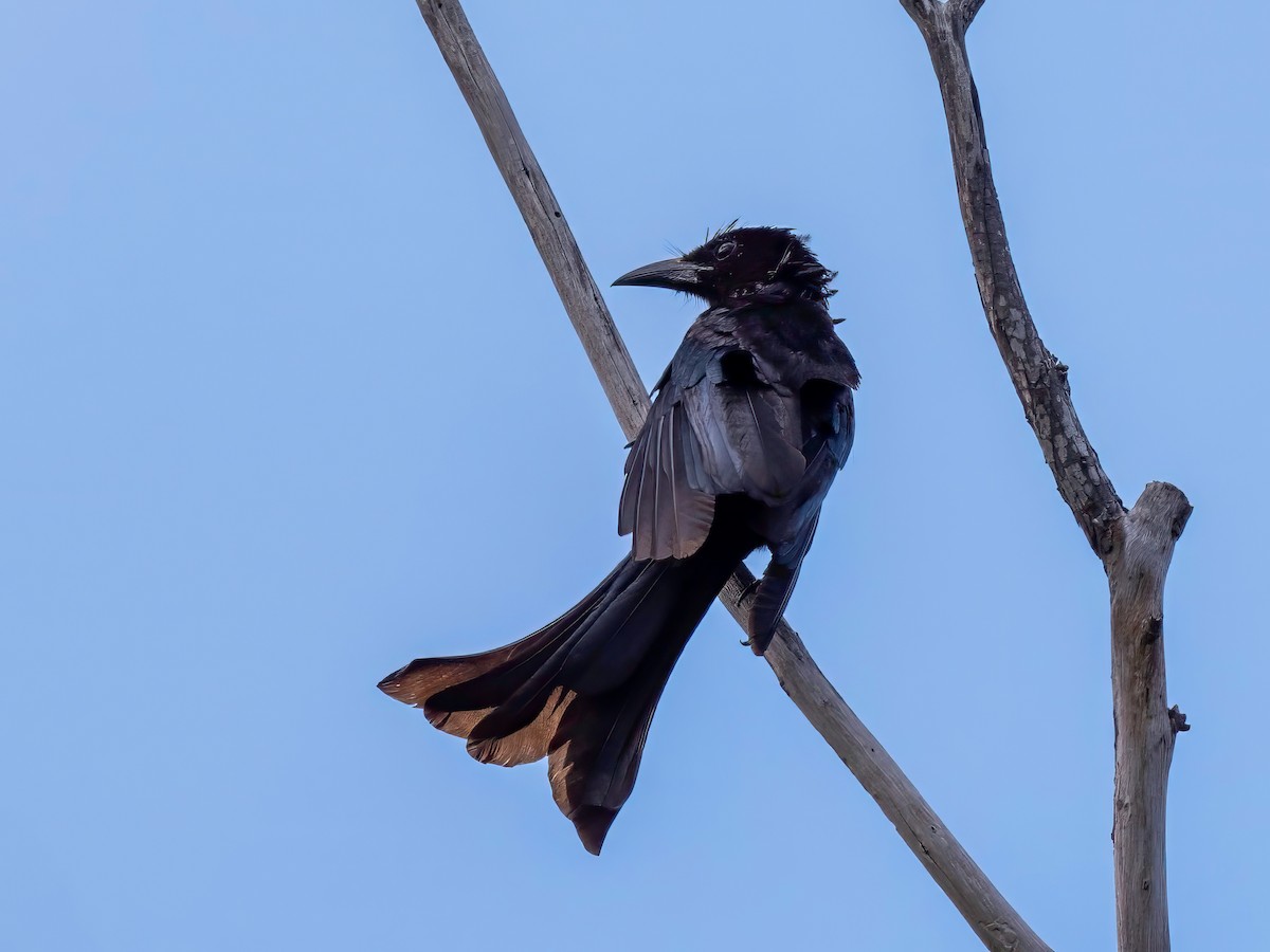 Hair-crested Drongo - Michael Sanders