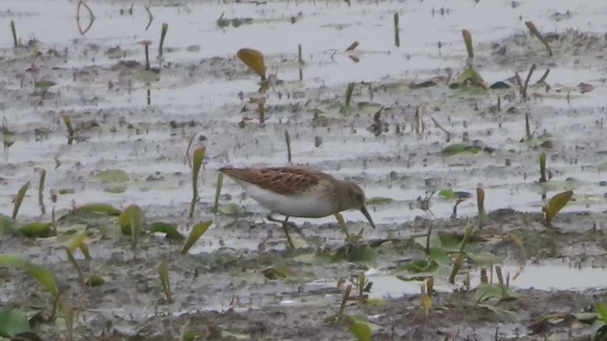 Least Sandpiper - ML622127643