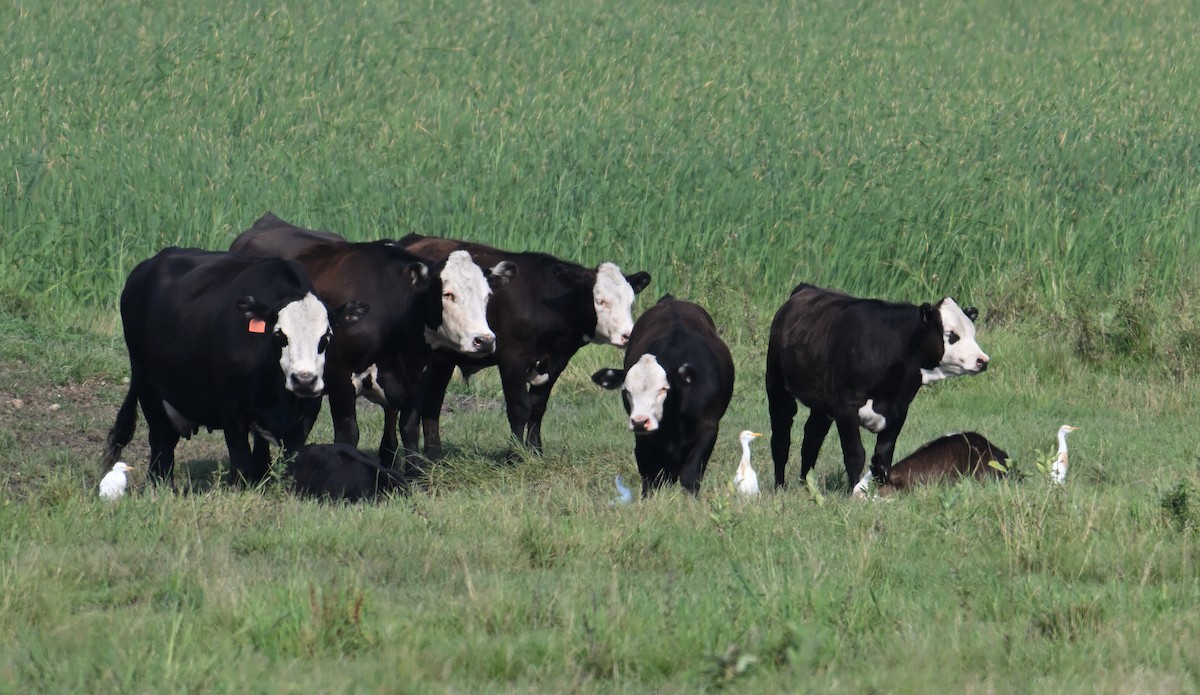 Western Cattle Egret - ML622127644