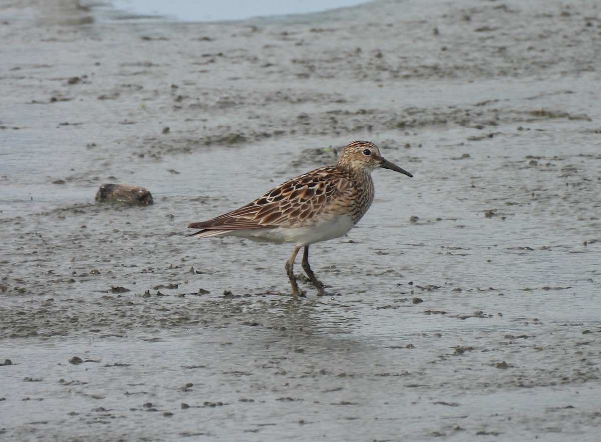 Pectoral Sandpiper - ML622127654