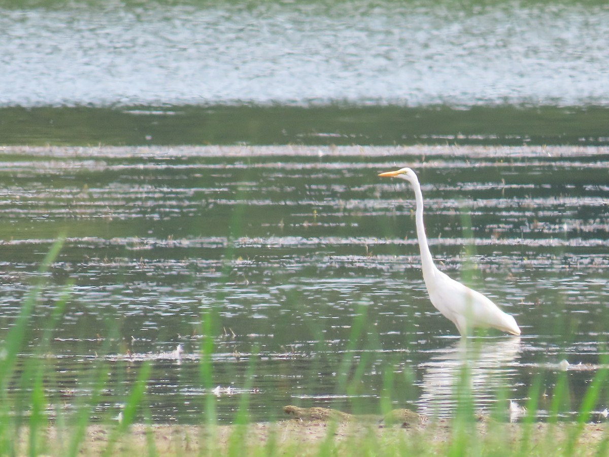 Great Egret - ML622127660