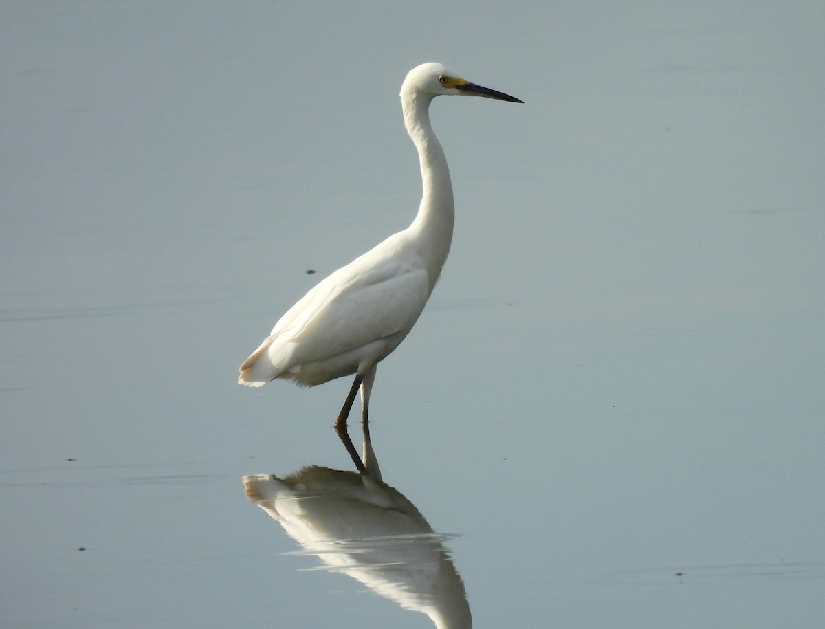 Snowy Egret - ML622127661