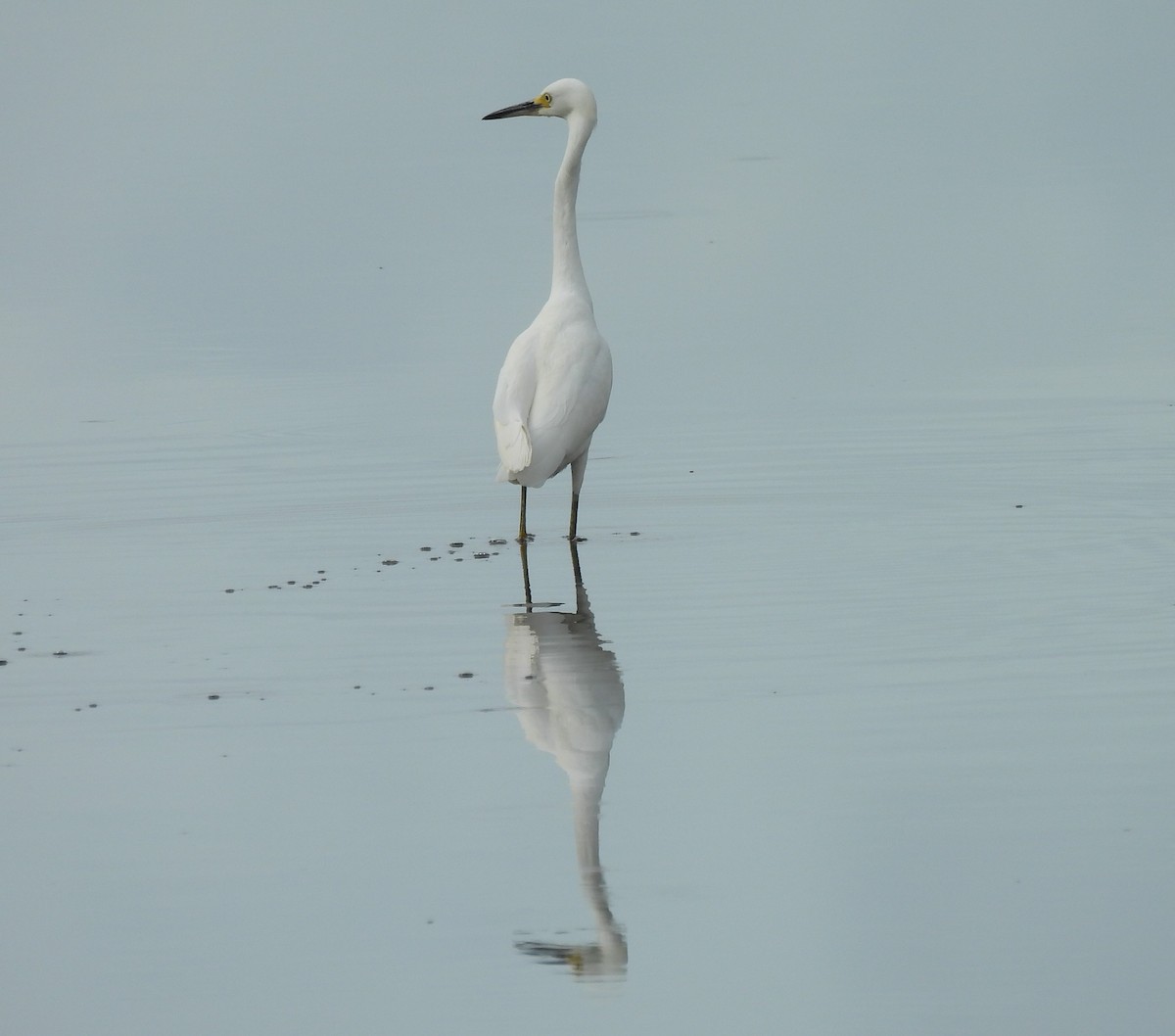 Snowy Egret - Pablo Tebas