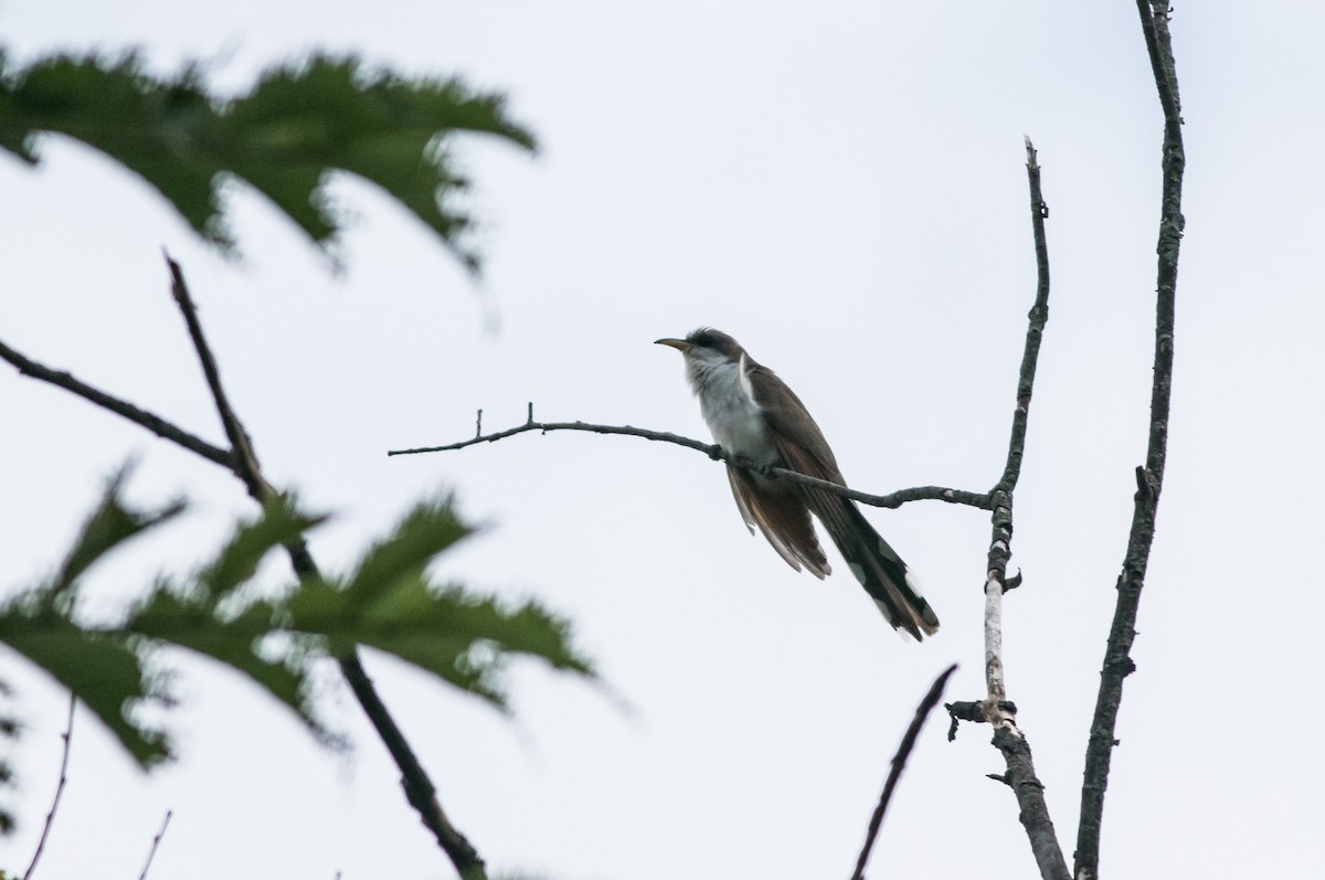 Yellow-billed Cuckoo - ML622127663