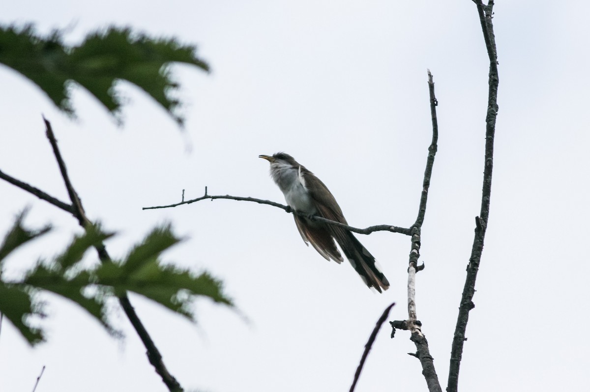 Yellow-billed Cuckoo - ML622127665