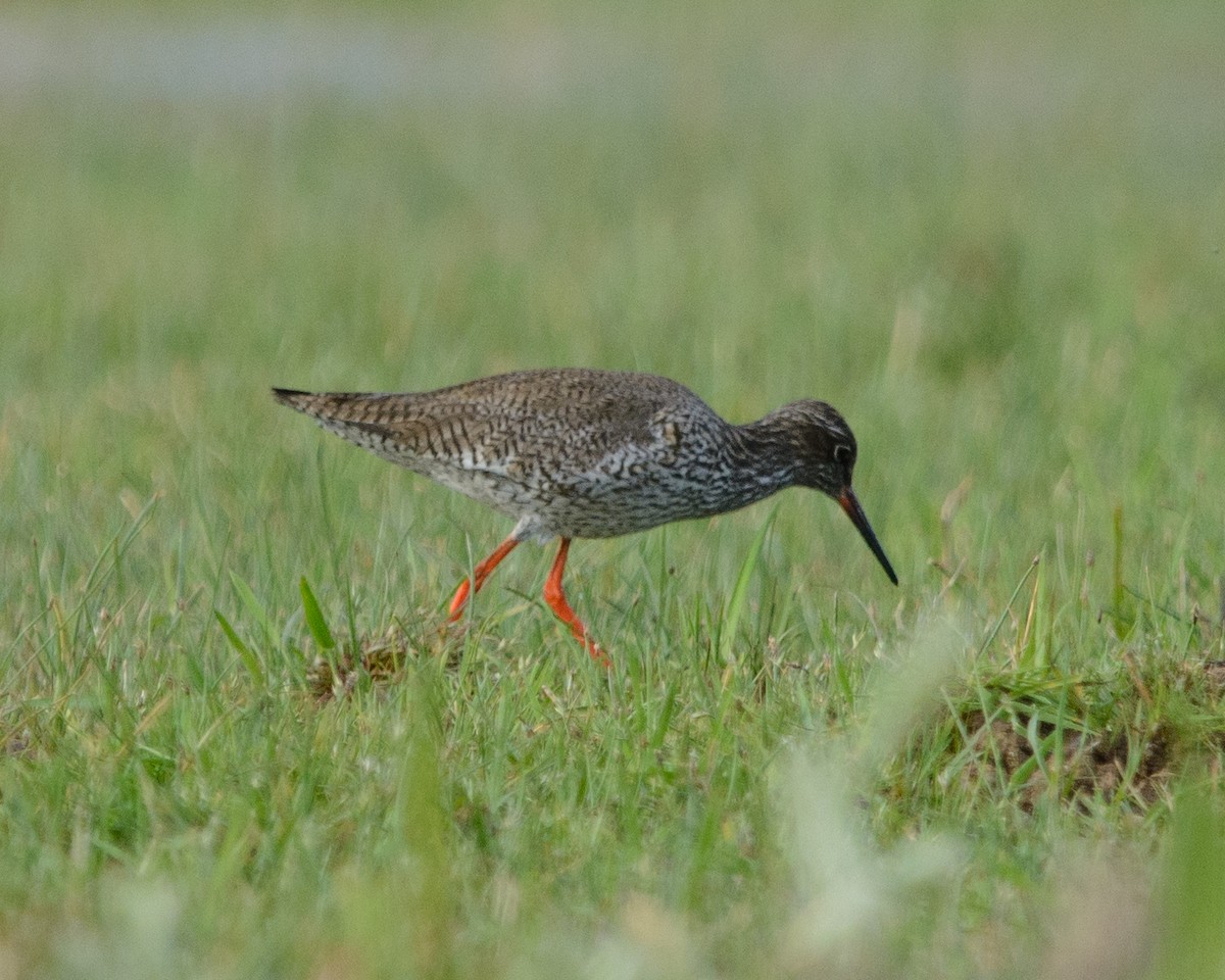 Common Redshank - ML622127666