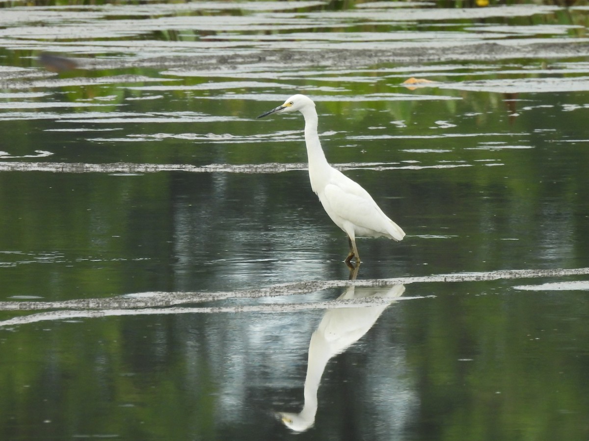 Snowy Egret - ML622127671