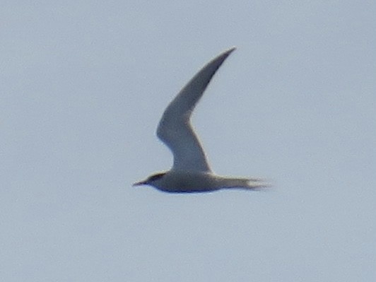 Arctic Tern - ML622127689