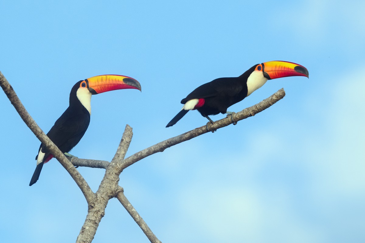 Toco Toucan - ML622127704