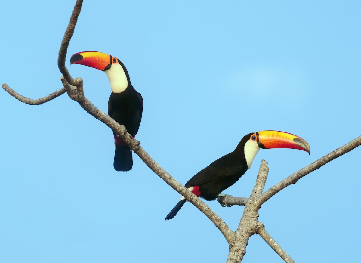 Toco Toucan - ML622127705