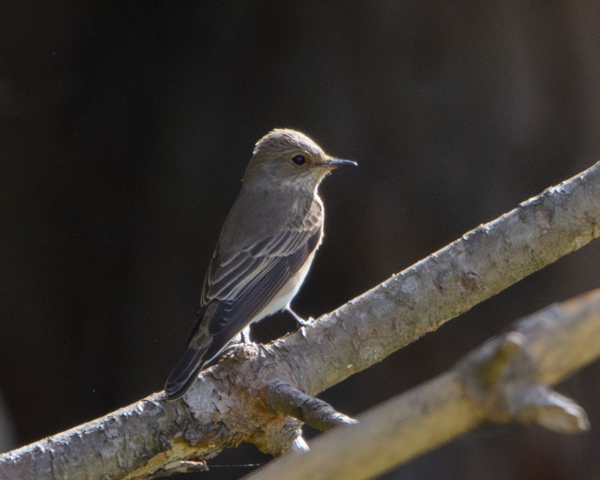 Spotted Flycatcher - Jaume Dolcet