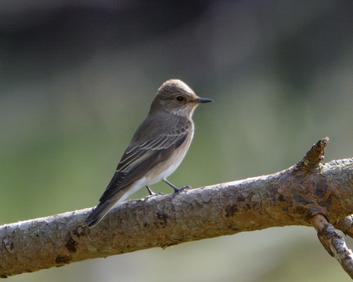 Spotted Flycatcher - ML622127708