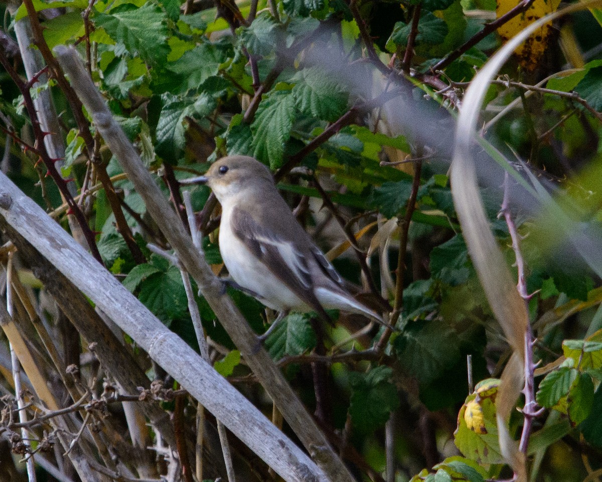 European Pied Flycatcher - ML622127709