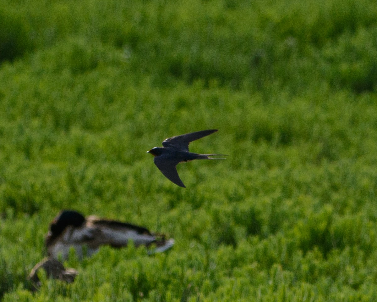 Barn Swallow - ML622127718