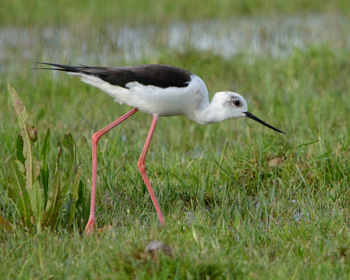 Black-winged Stilt - ML622127720