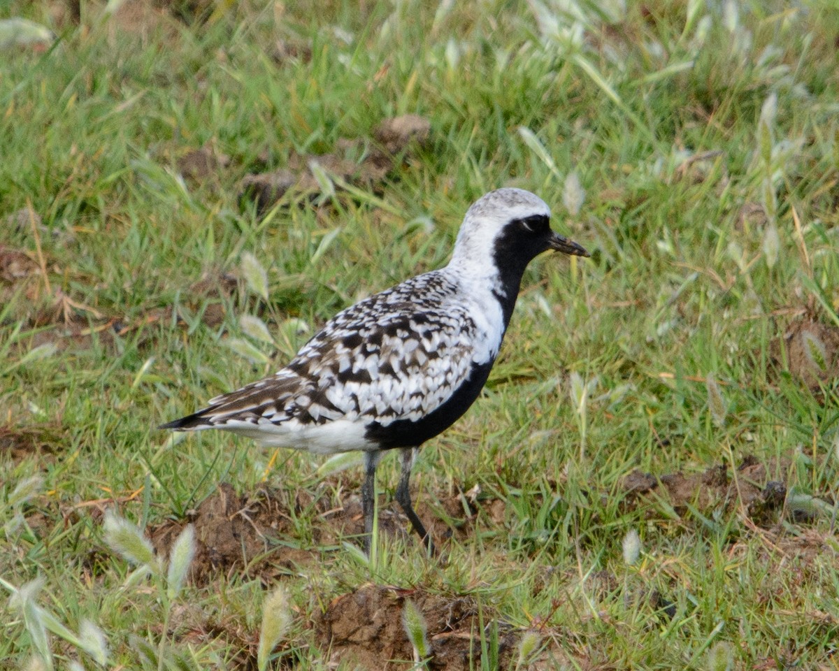 Black-bellied Plover - ML622127721