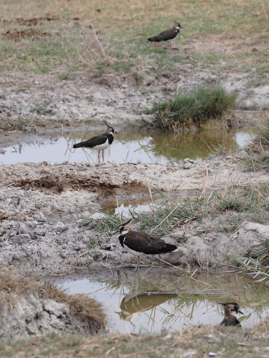 Northern Lapwing - ML622127722