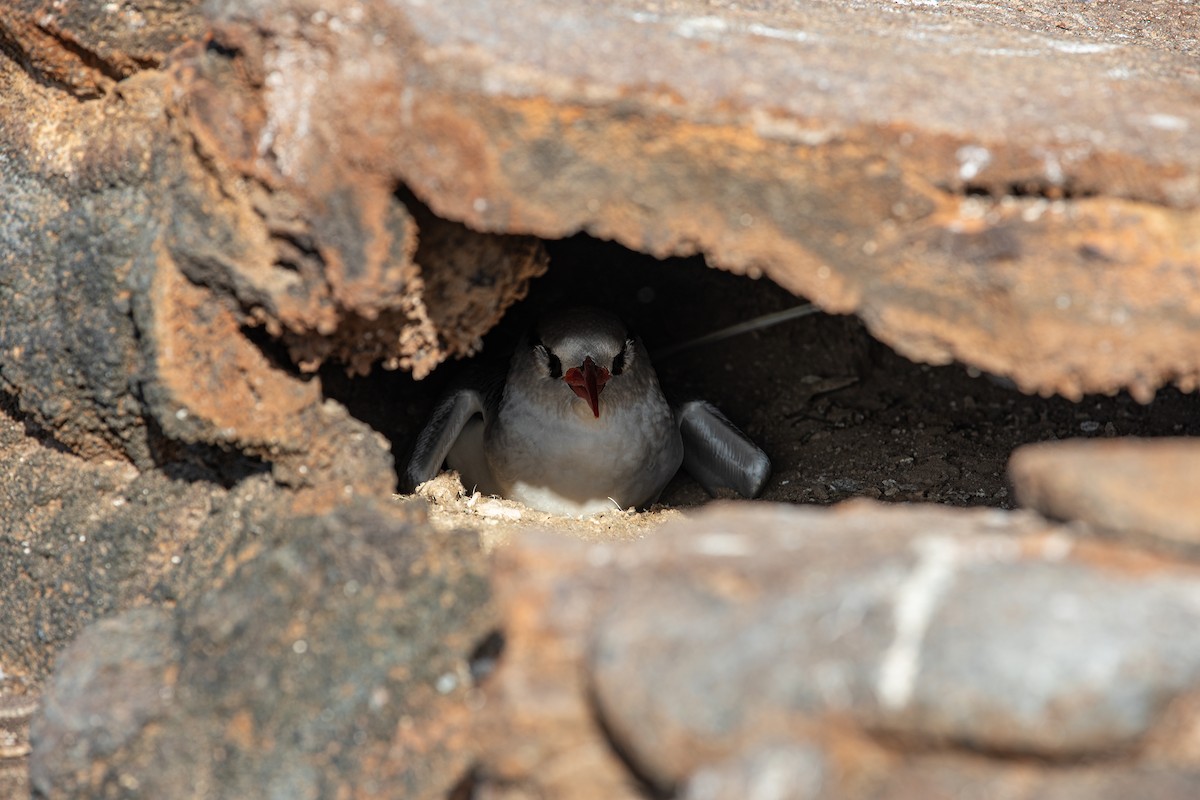 Red-billed Tropicbird - ML622127723