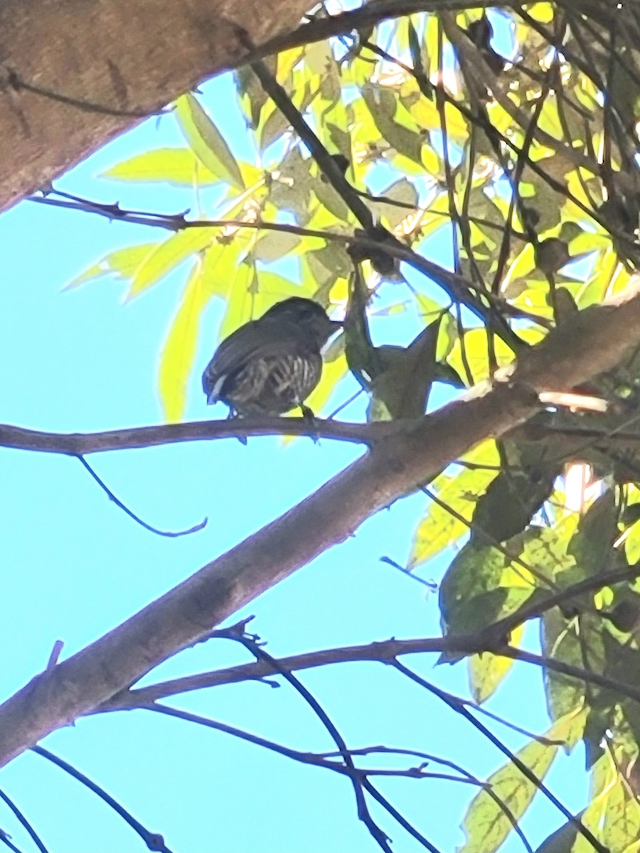 White-barred Piculet - ML622127724