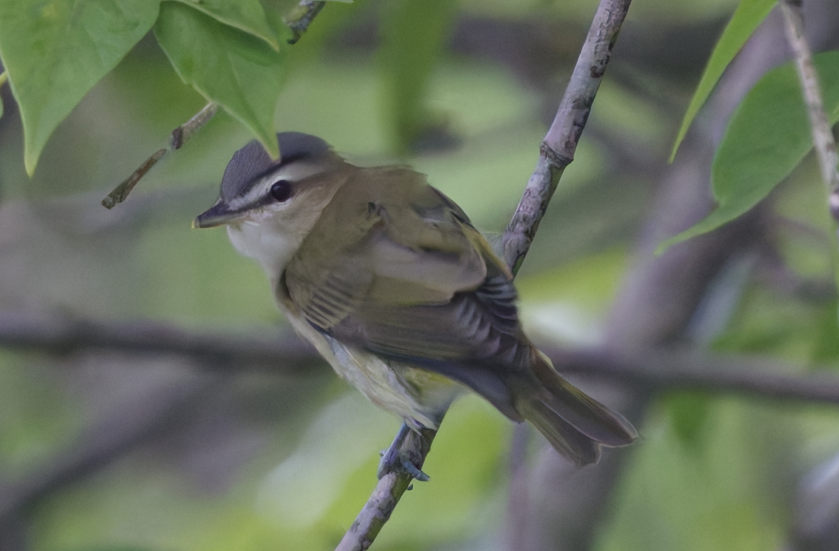 Red-eyed Vireo - ML622127725