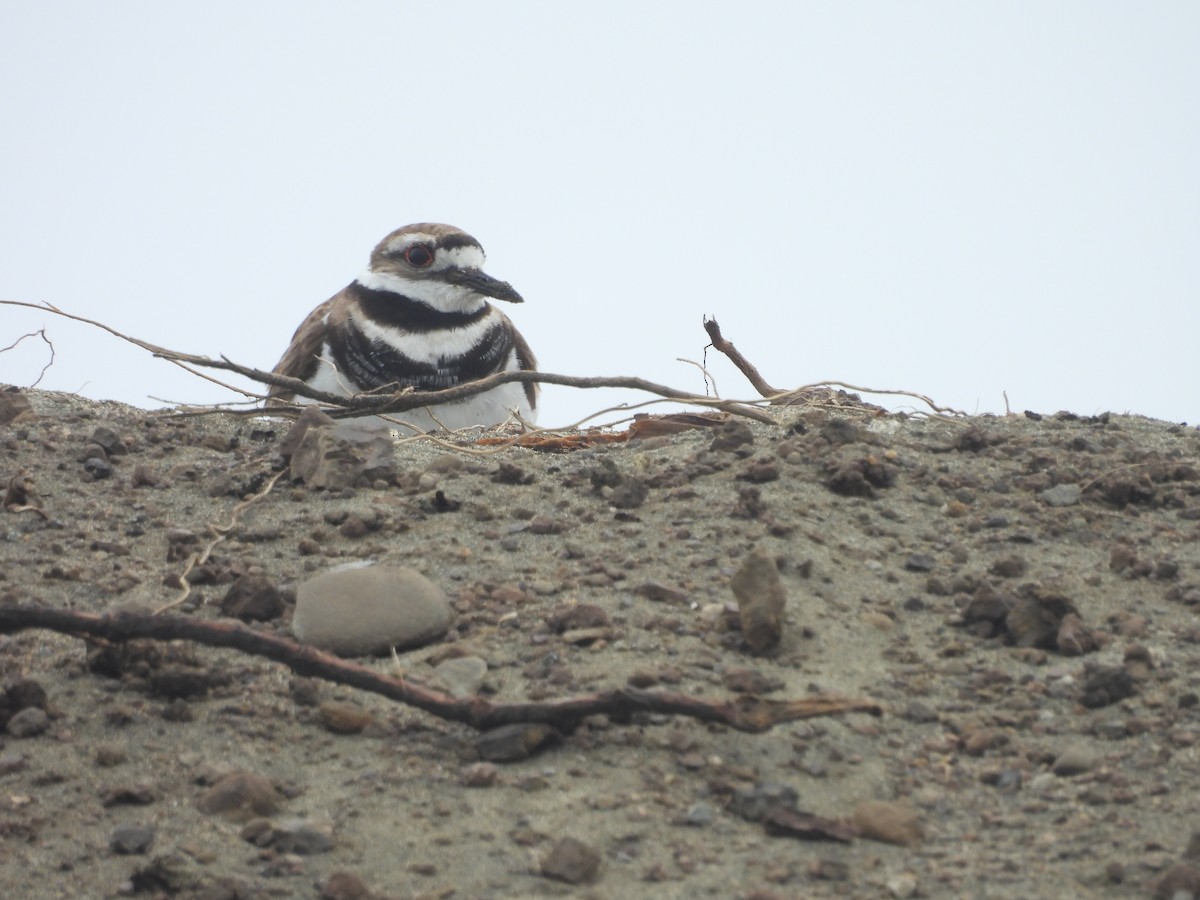 Killdeer - ML622127726