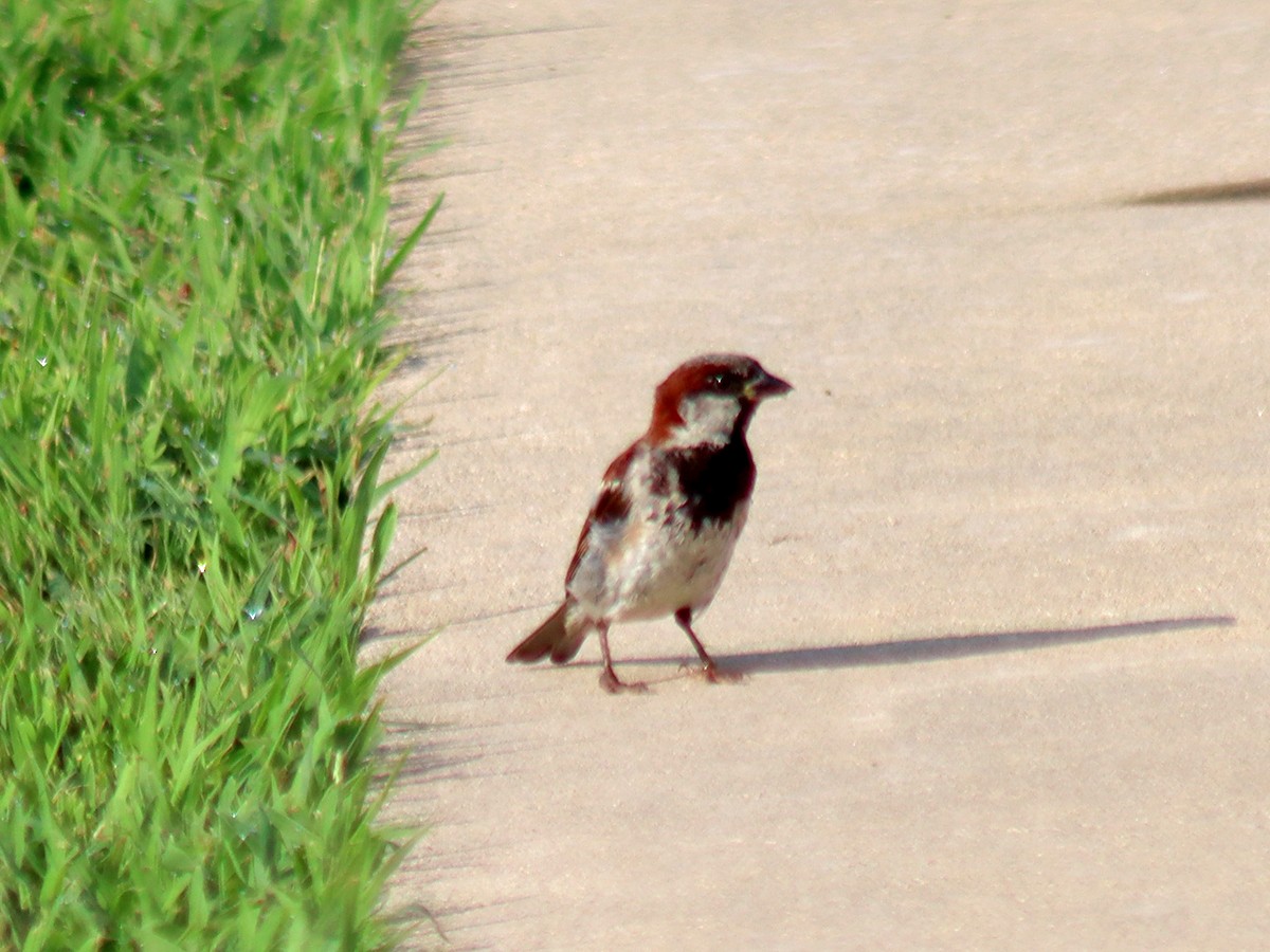 House Sparrow - ML622127727