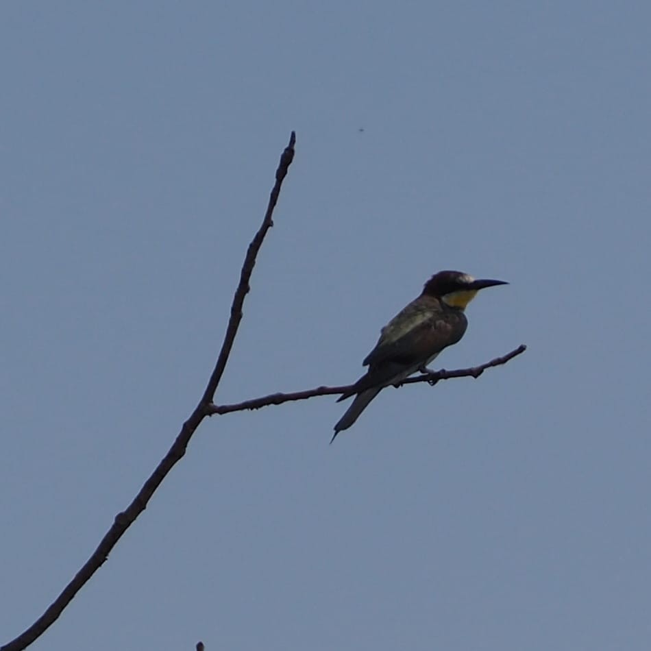 European Bee-eater - ML622127729