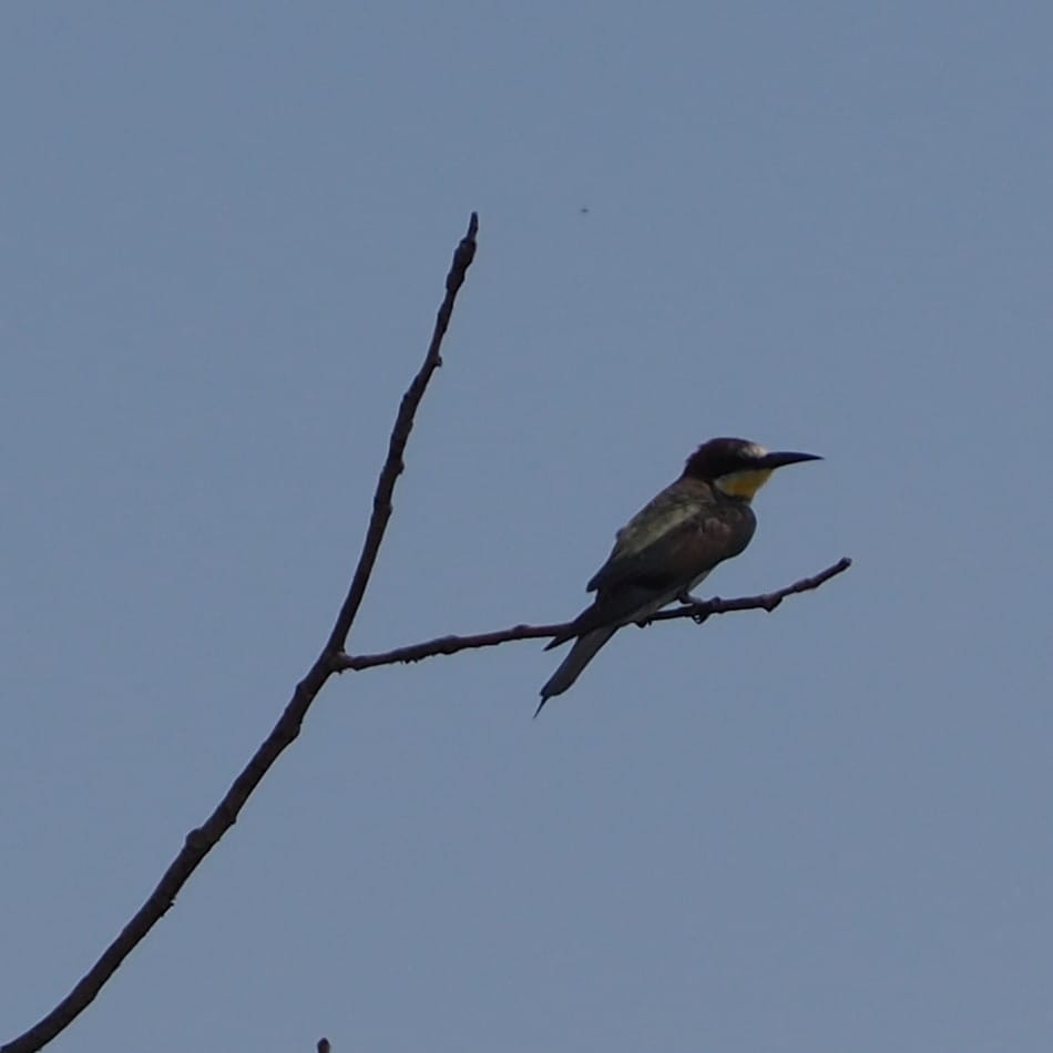 European Bee-eater - Bruno Kovács Gómez