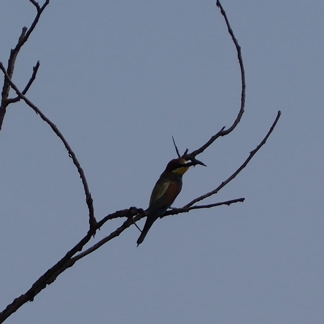 European Bee-eater - ML622127730