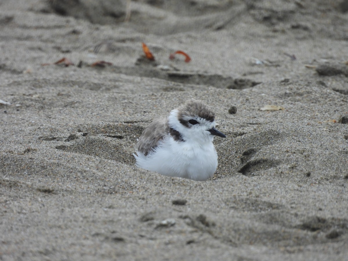 Snowy Plover - Travis  Smith