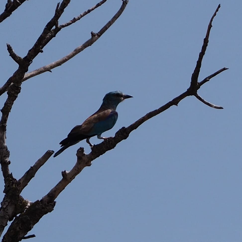 European Roller - ML622127734