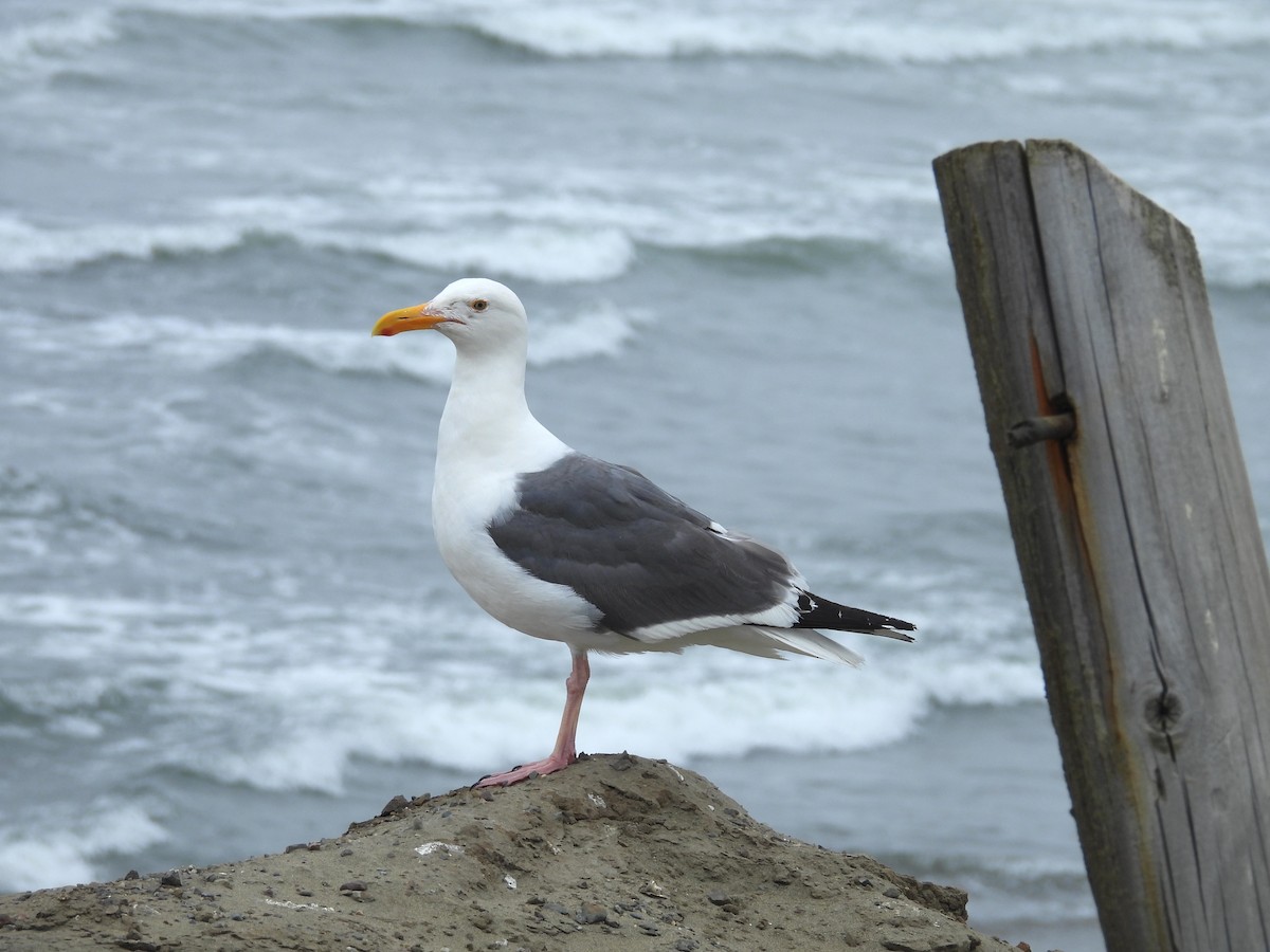 Western Gull - ML622127735