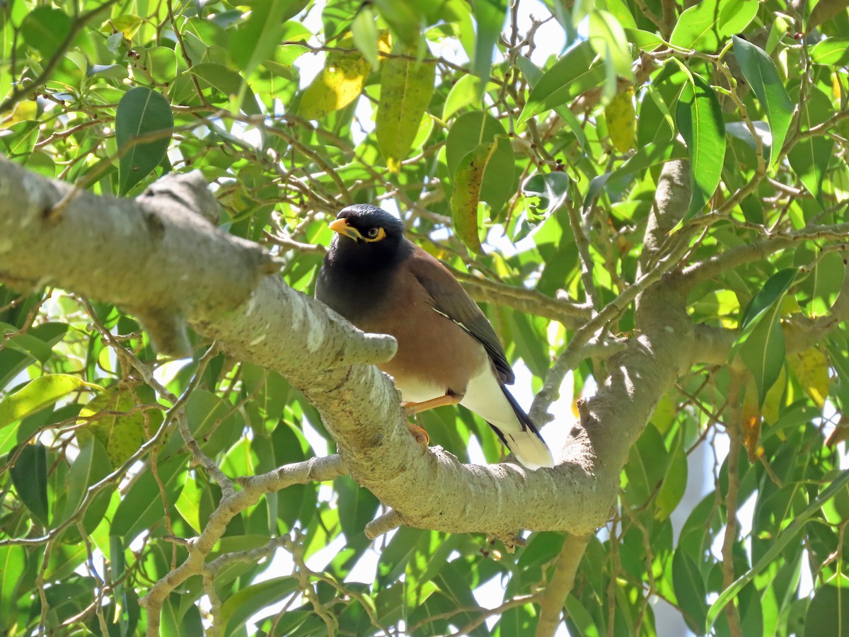 Common Myna - ML622127736