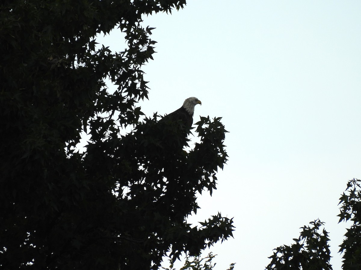 Bald Eagle - ML622127737