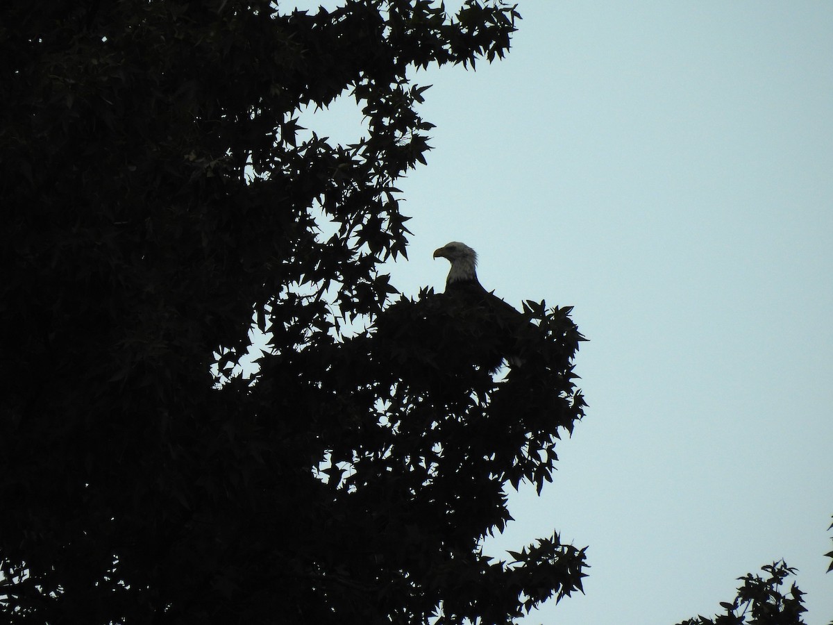 Weißkopf-Seeadler - ML622127738