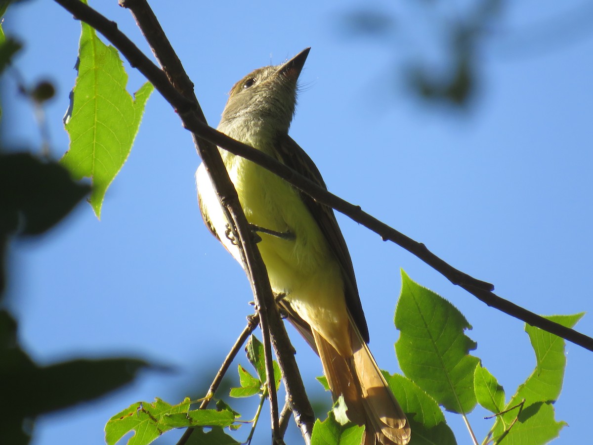 Great Crested Flycatcher - ML622127739