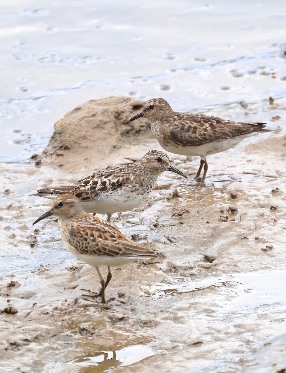 Least Sandpiper - ML622127742