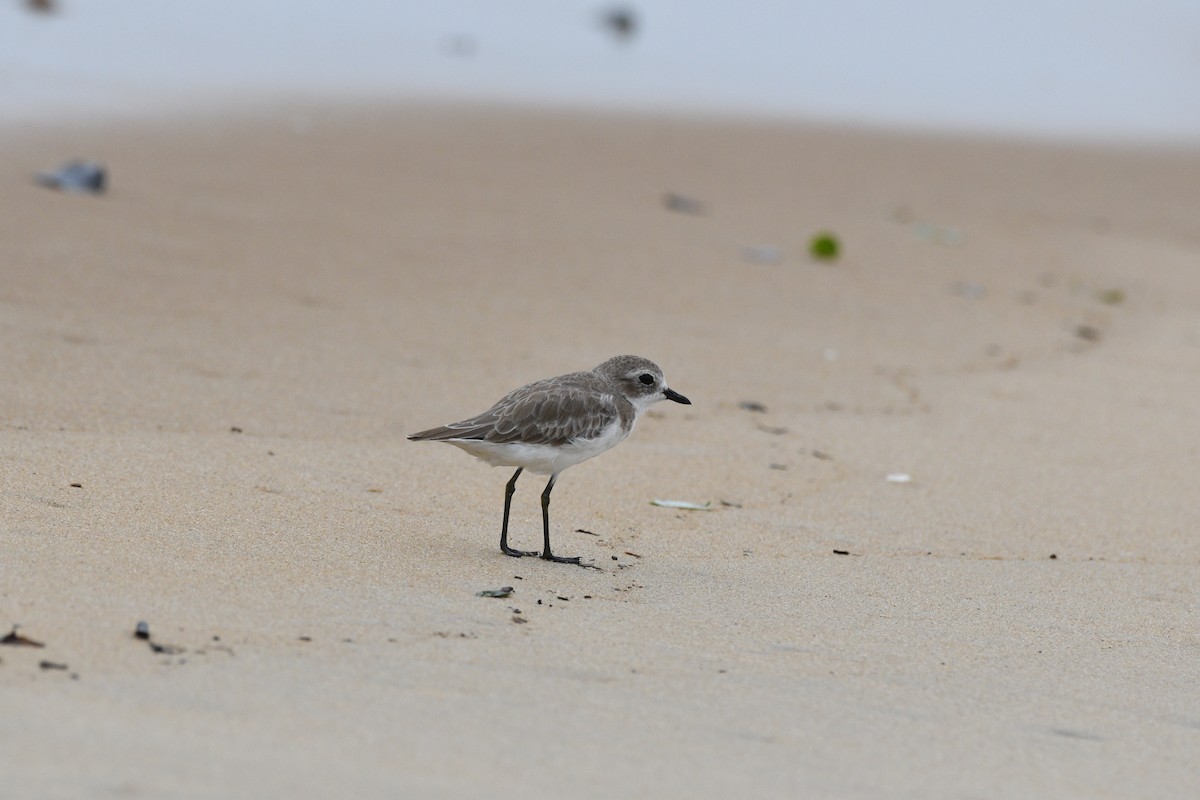 Kentish Plover - Ranjith TM