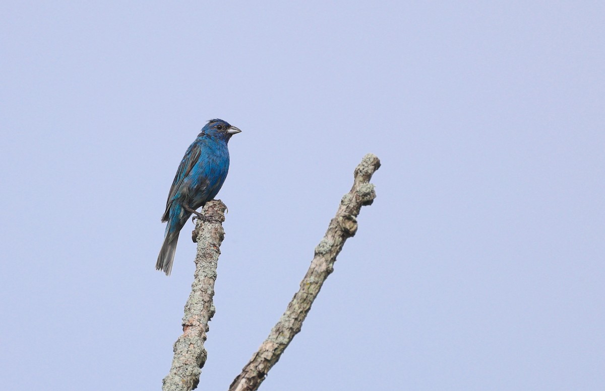 Indigo Bunting - ML622127747