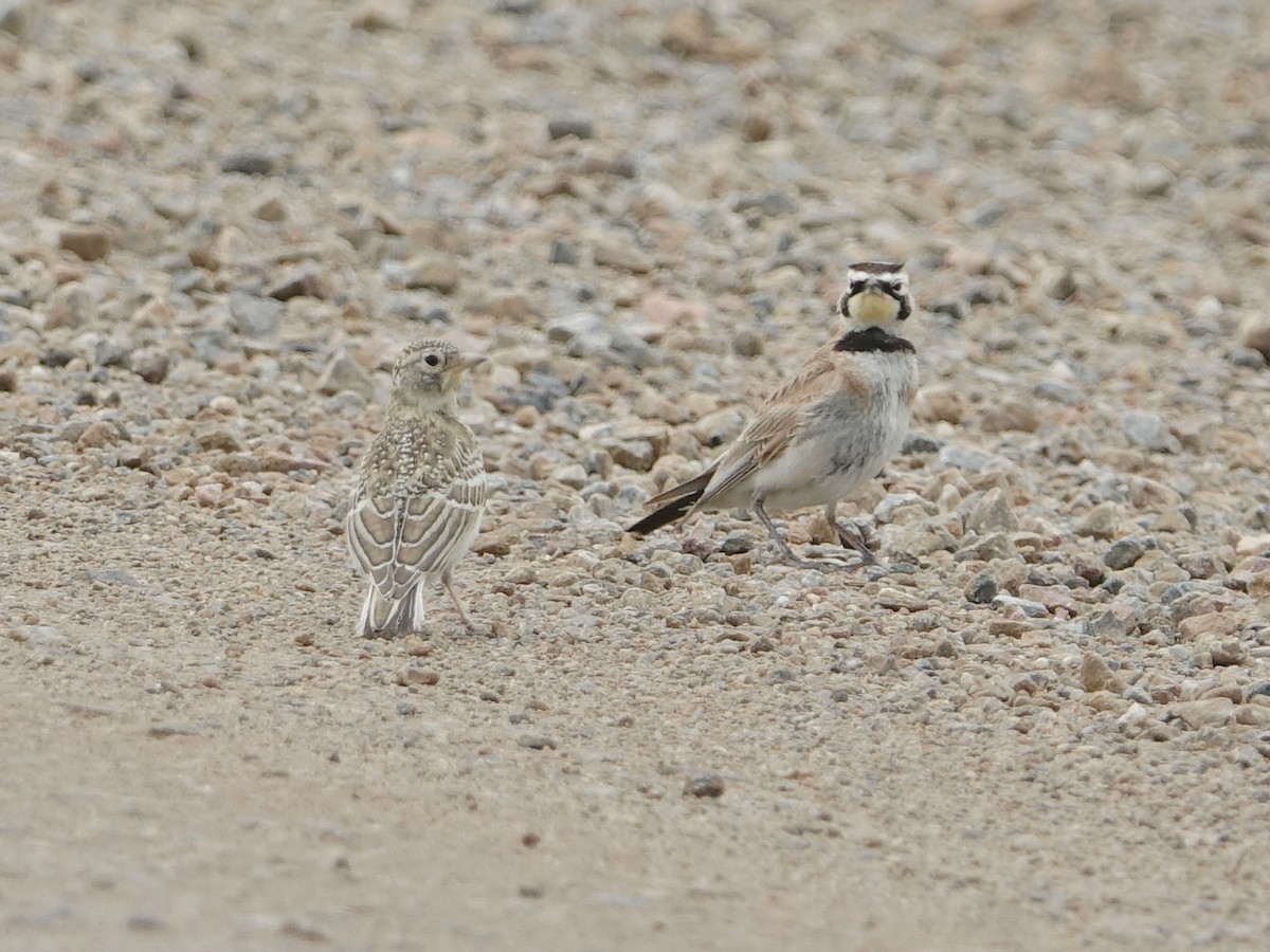 Horned Lark - ML622127749