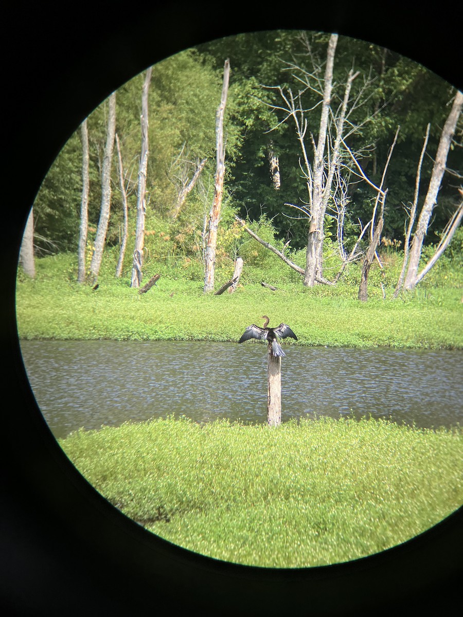 Amerika-Schlangenhalsvogel - ML622127754