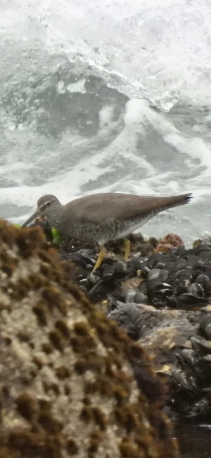 Wandering Tattler - ML622127782