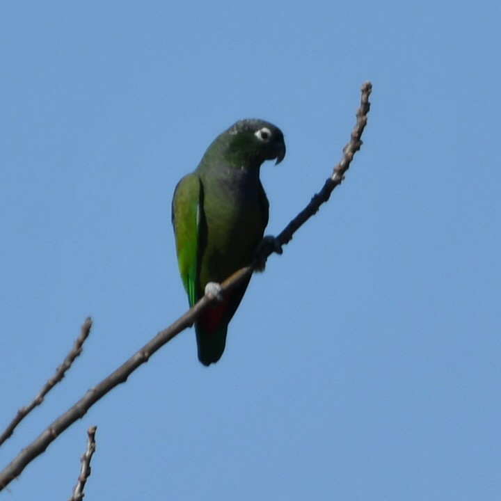 Папуга-червоногуз зеленощокий - ML622127784