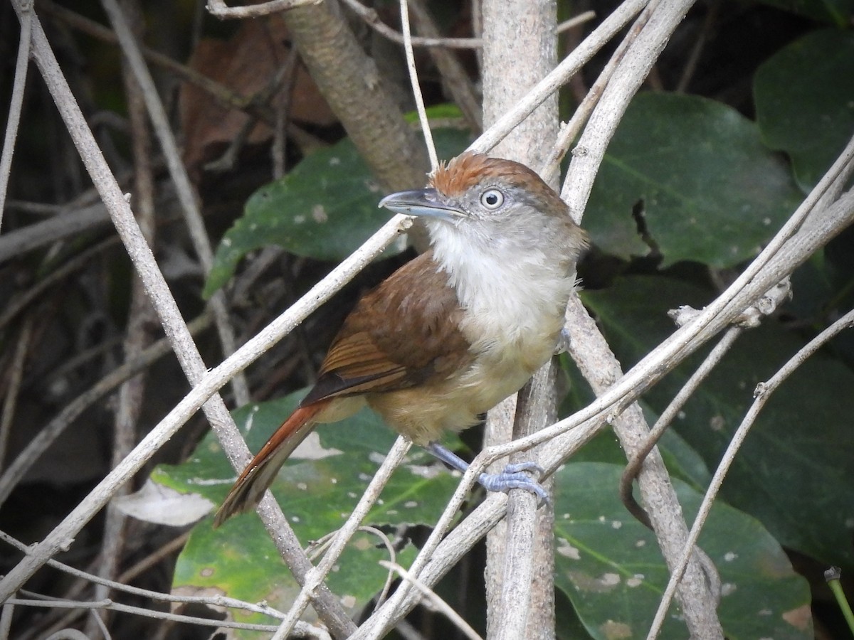 Palawan Babbler - ML622127787