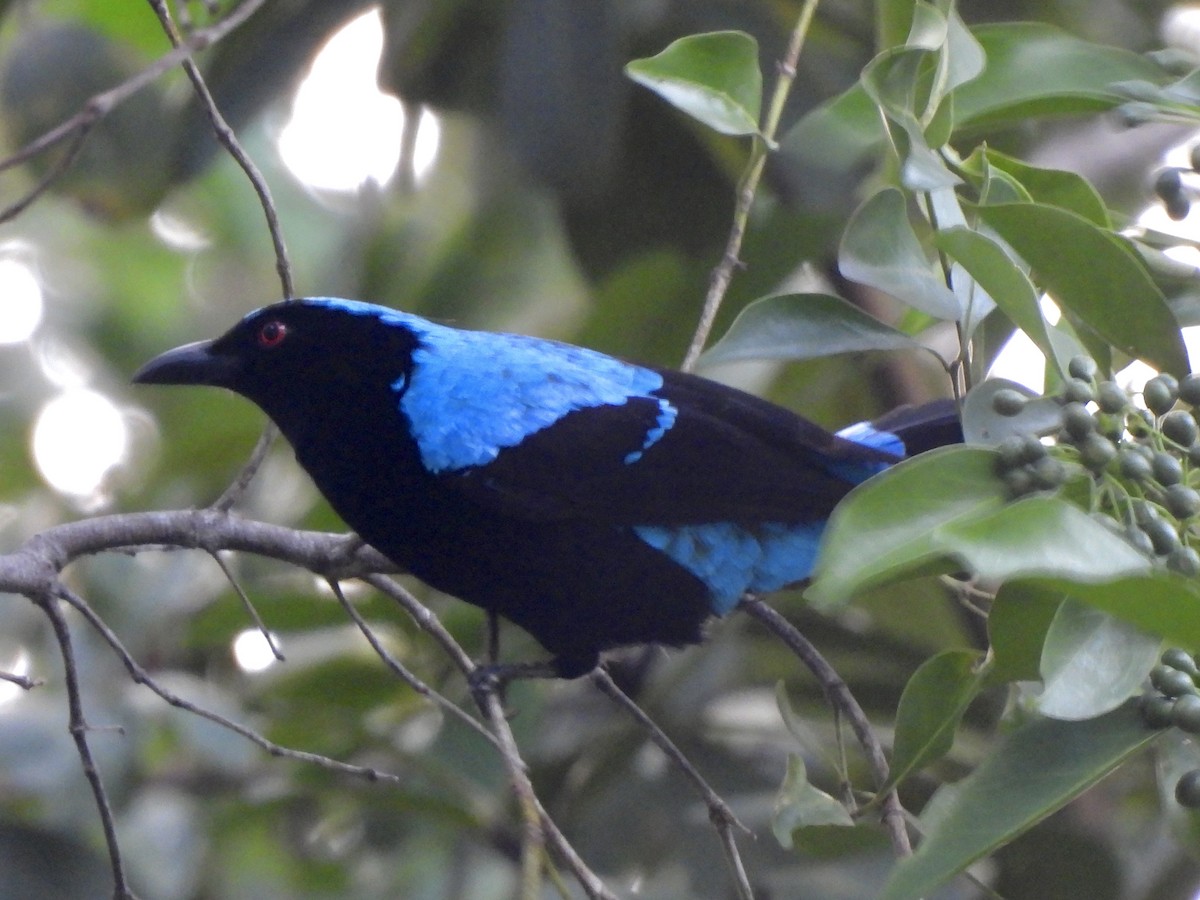 Palawan Fairy-bluebird - ML622127789