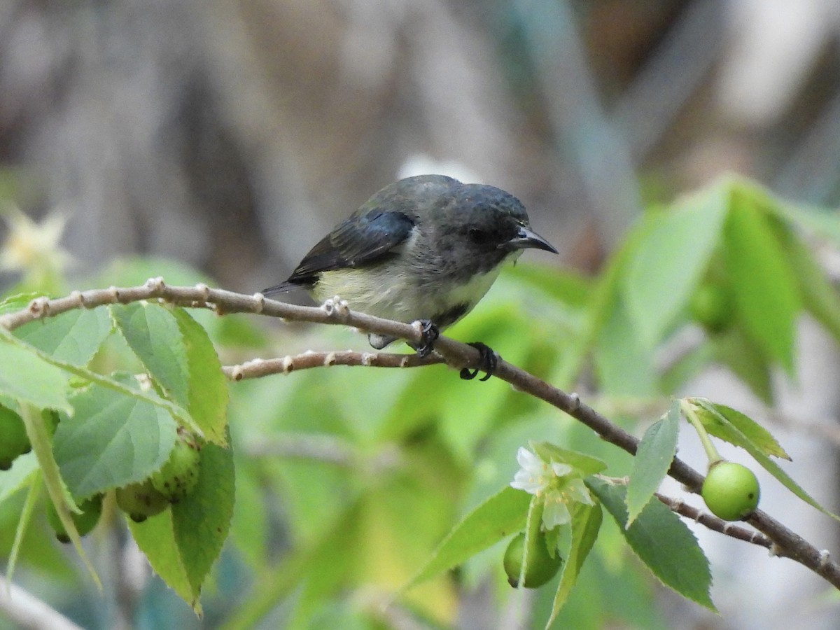 Pygmy Flowerpecker - ML622127791