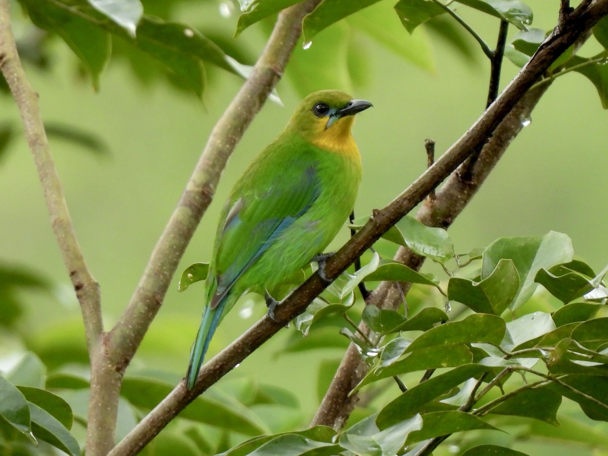 Yellow-throated Leafbird - ML622127801