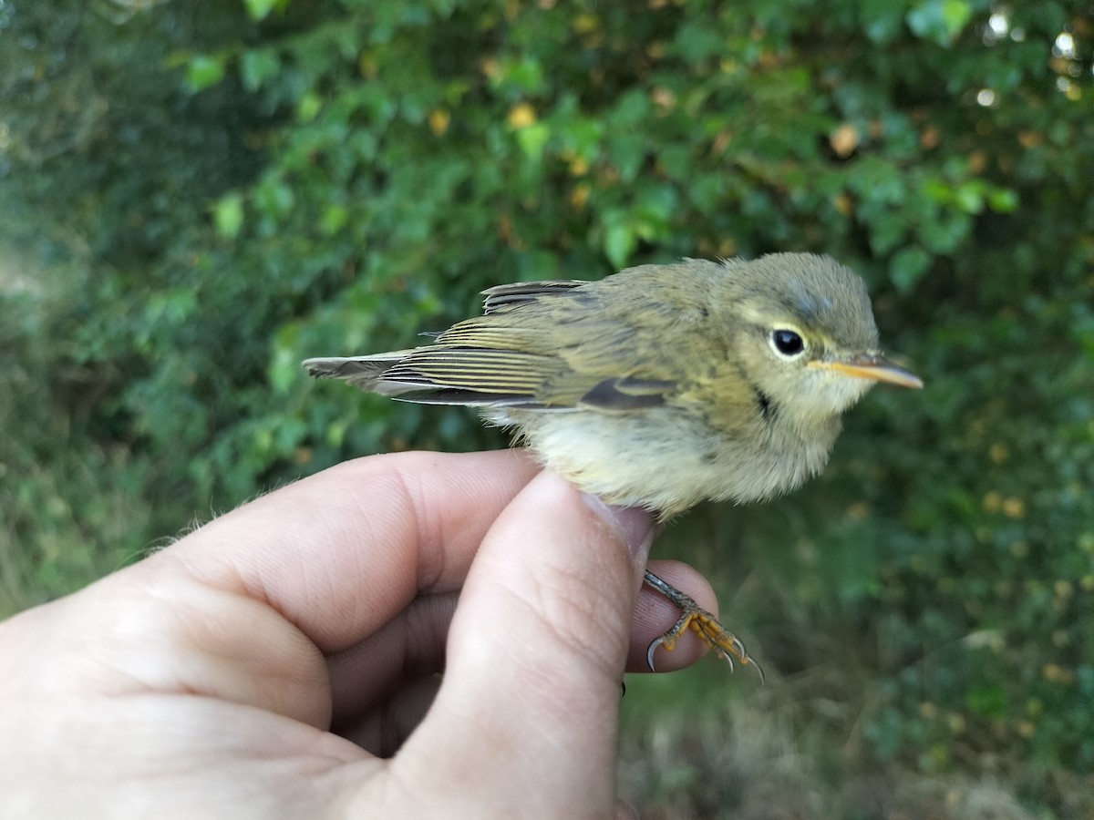 Iberian Chiffchaff - Francisco Rodal Piñeiro