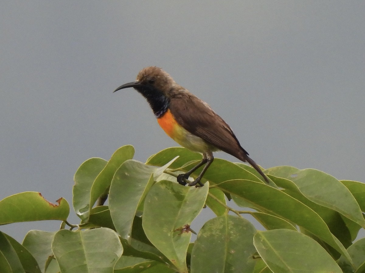 Palawan Sunbird - ML622127807